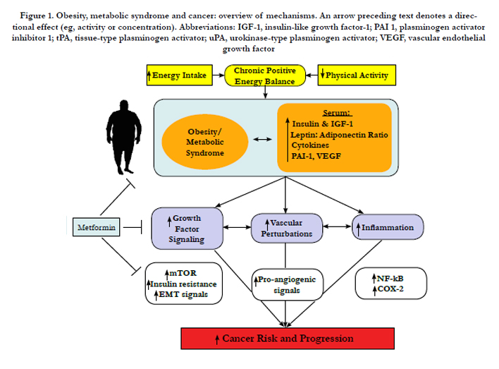 Obesity, Diabetes and Cancer: A Mechanistic Perspective